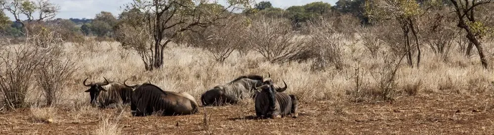 Un safari asequible y “self made” en Sudáfrica