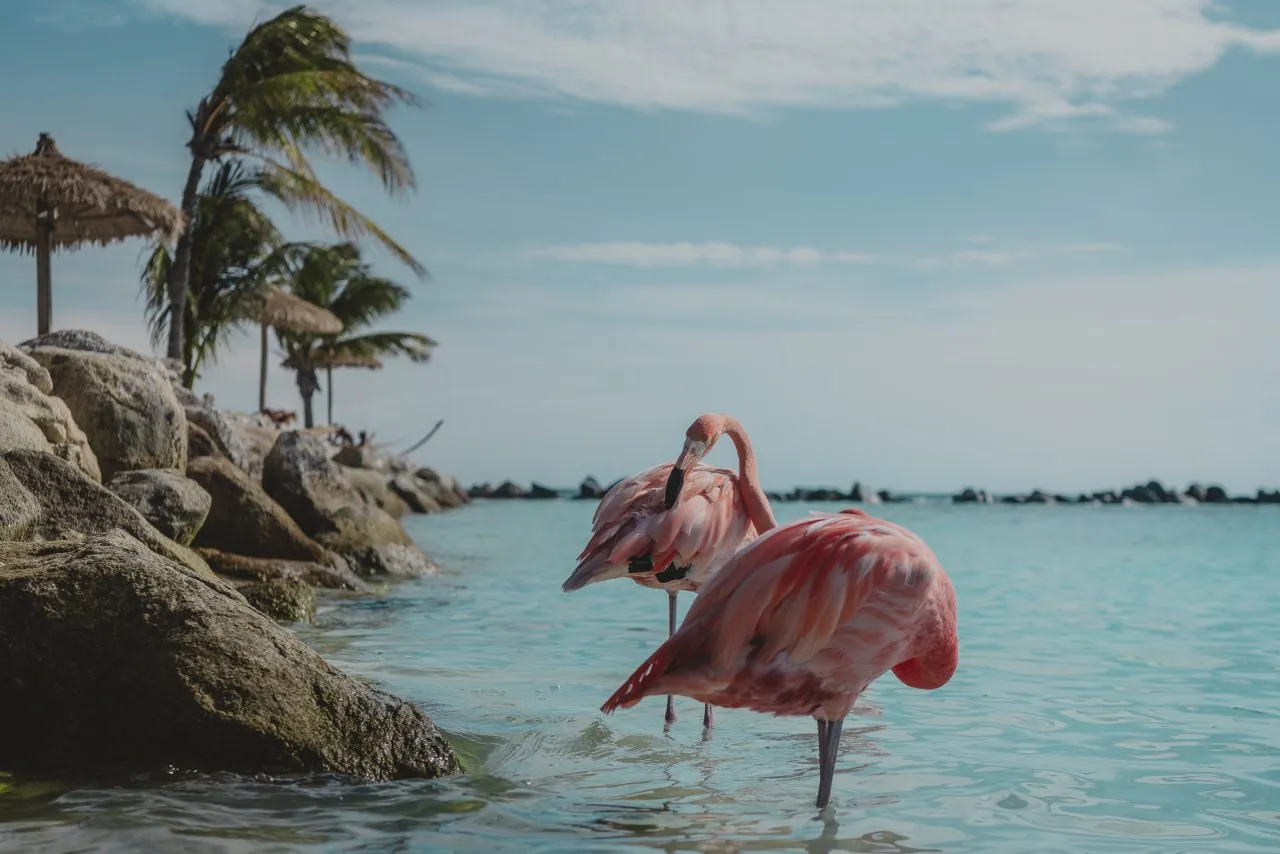Two pink flamingos standing in clear blue water,Renaissance Island,Aruba