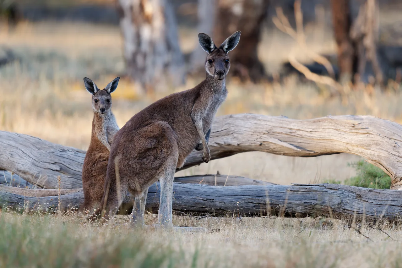 Western Grey Kangaroo - Macropus fuliginosus also giant or black-faced or mallee kangaroo or sooty kangaroo, two kangaroos from southern part of Australia, in bushes.