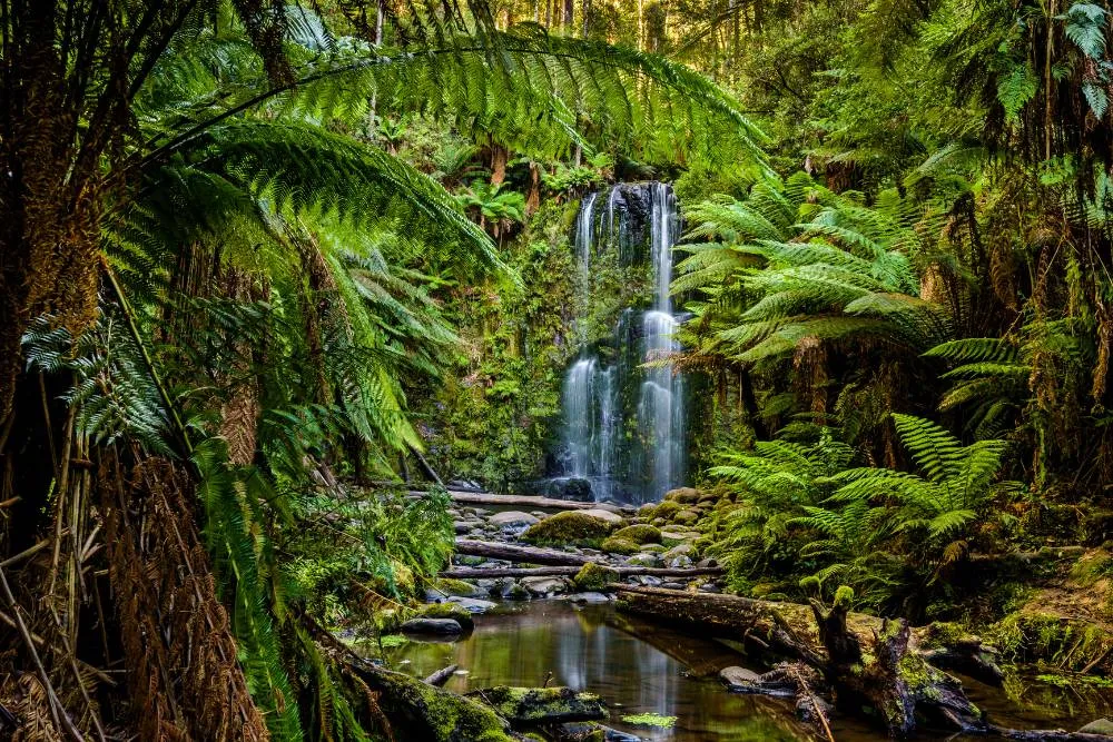 Cascada Beauchamp, Parcul Național Great Otway, Victoria, Australia