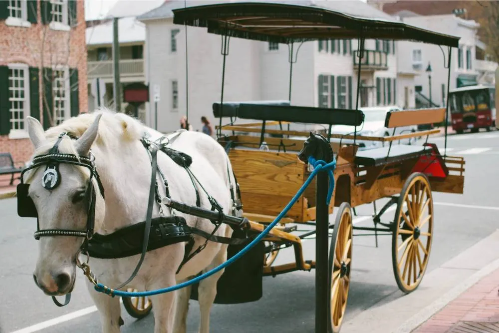 Horse pulling a cart in Fredericksburg — Getty Images