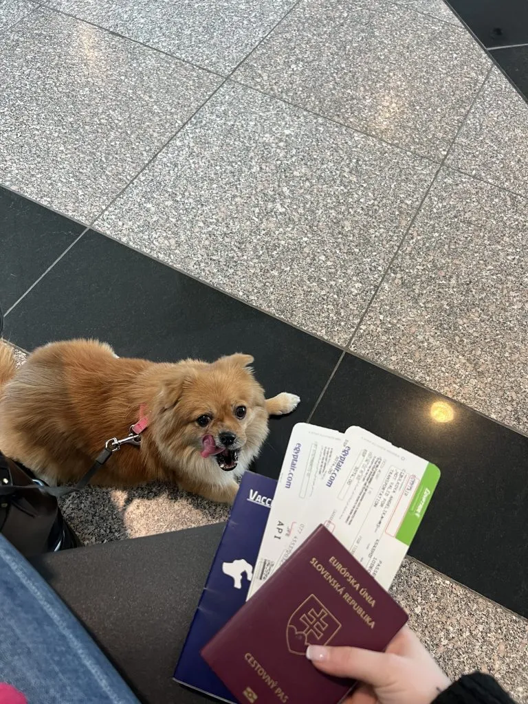 Small brown pomeranian dog at the airport