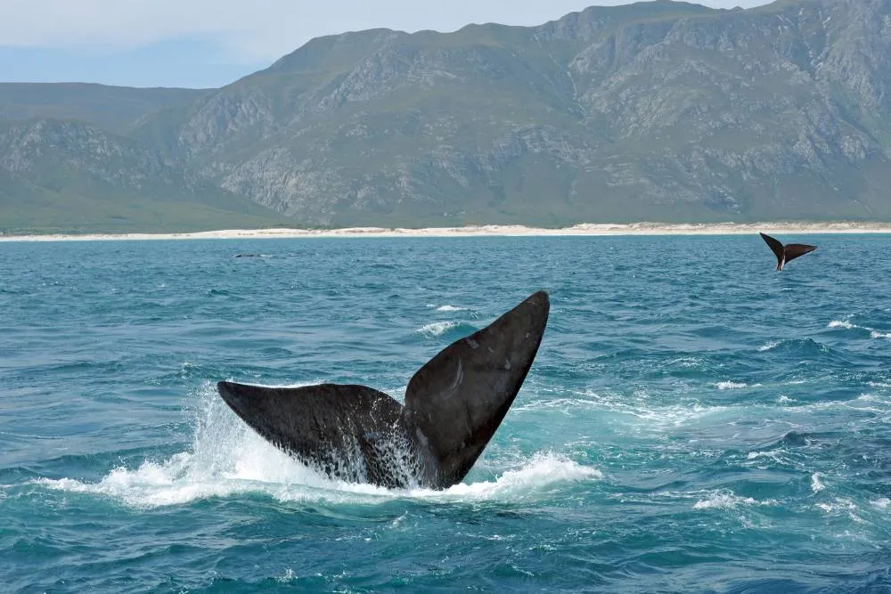 Whale tail fins off the South African coast — Getty Images