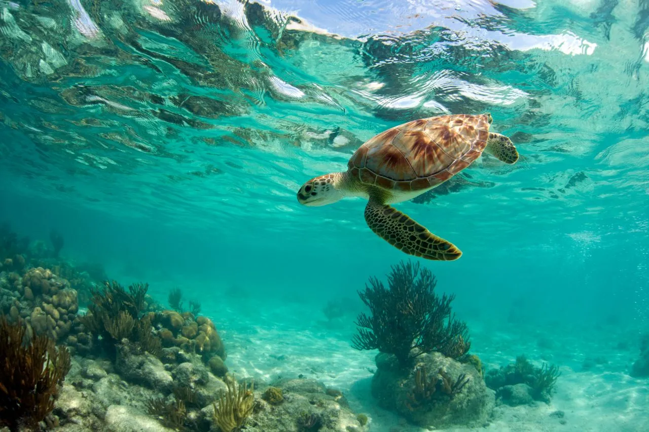 Sea turtle in Cancun, Mexico