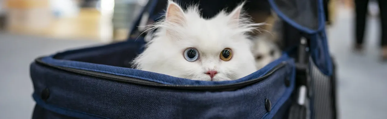 Everything You Need To Know About Flying With Pets to Asia