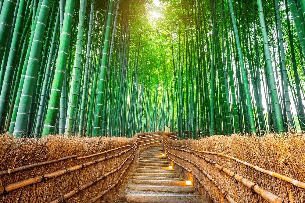Út az óriásbambuszok között Arashiyamában