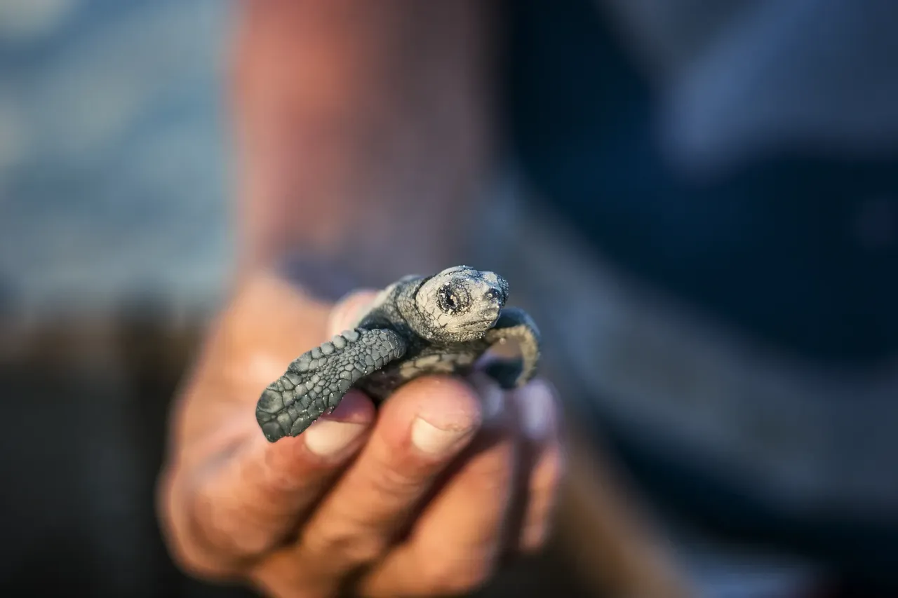 Mládě karety obecné těsně před tím, než ho vypustí do moře. Kareta obecná je mořský plaz z čeledi Cheloniidae. V Mexiku ji nazývají caguama. Snímek byl pořízený poblíž Cabo San Lucas ve státě Baja California v Mexiku.