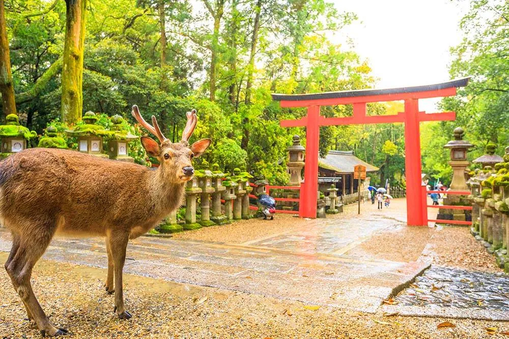 Vadszarvasok a Kasuga Taisha szentély kapuja előtt
