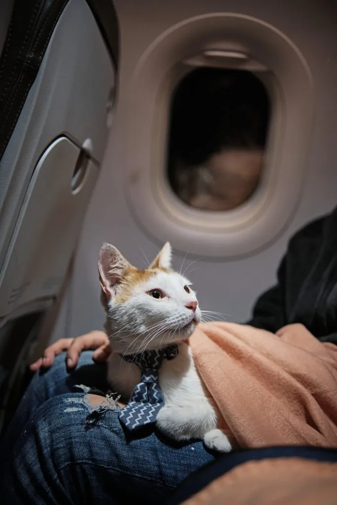 Cat traveling in plane lies on legs of passenger