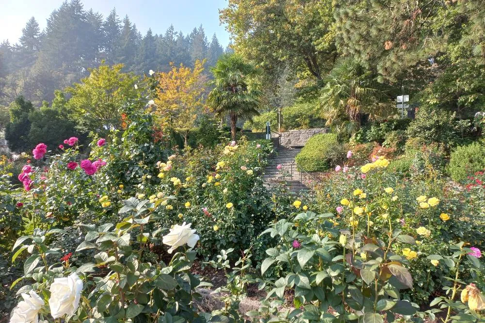 Rose bushes at Portland Rose Garden — David Szmidt