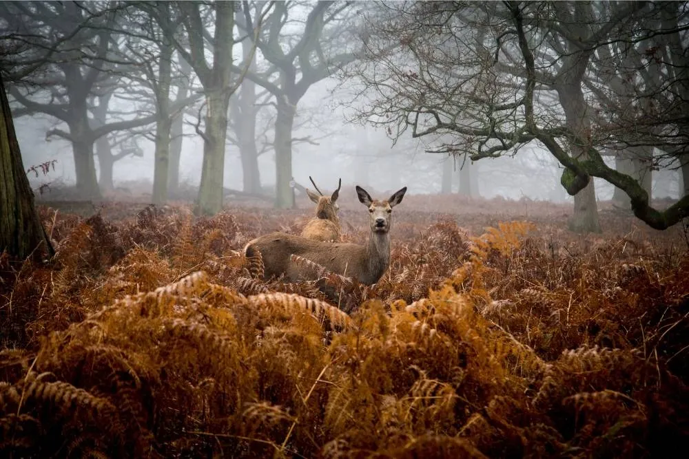 Deer in the fog in Richmond Park — Shutterstock