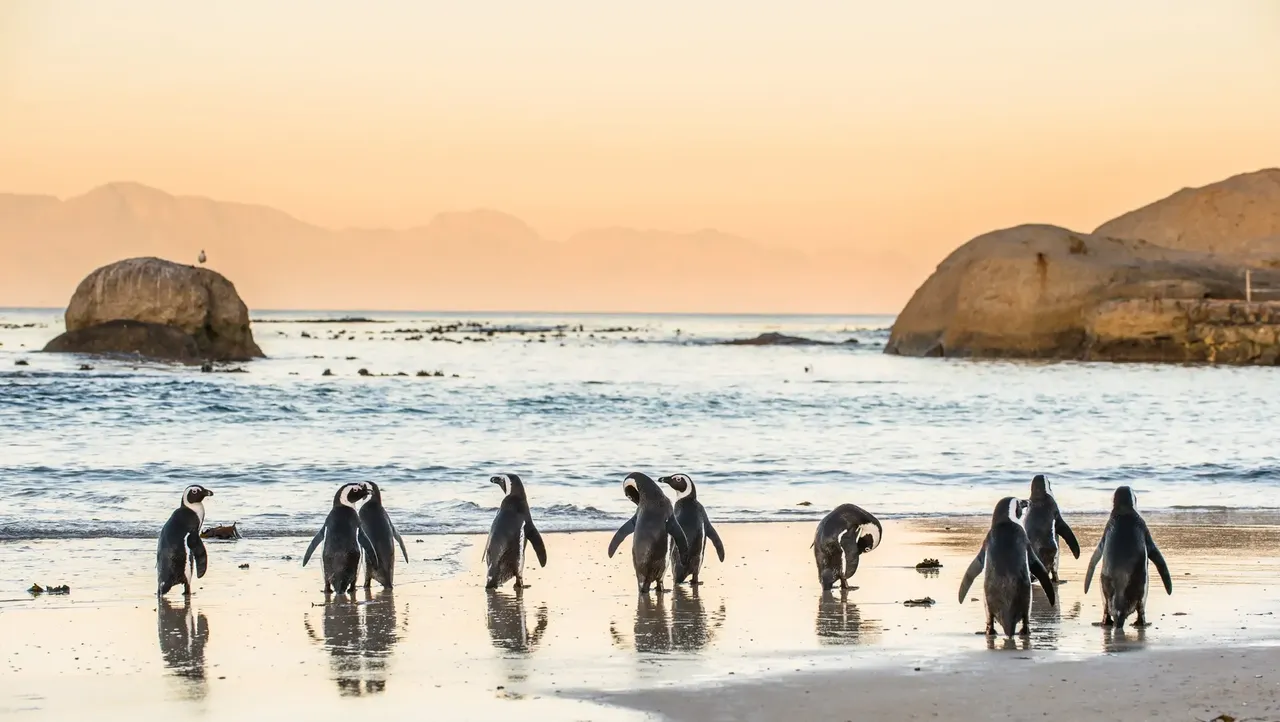 Safe swimming spot which offers something that nowhere else on this list does - penguins — Shutterstock beaches 2018