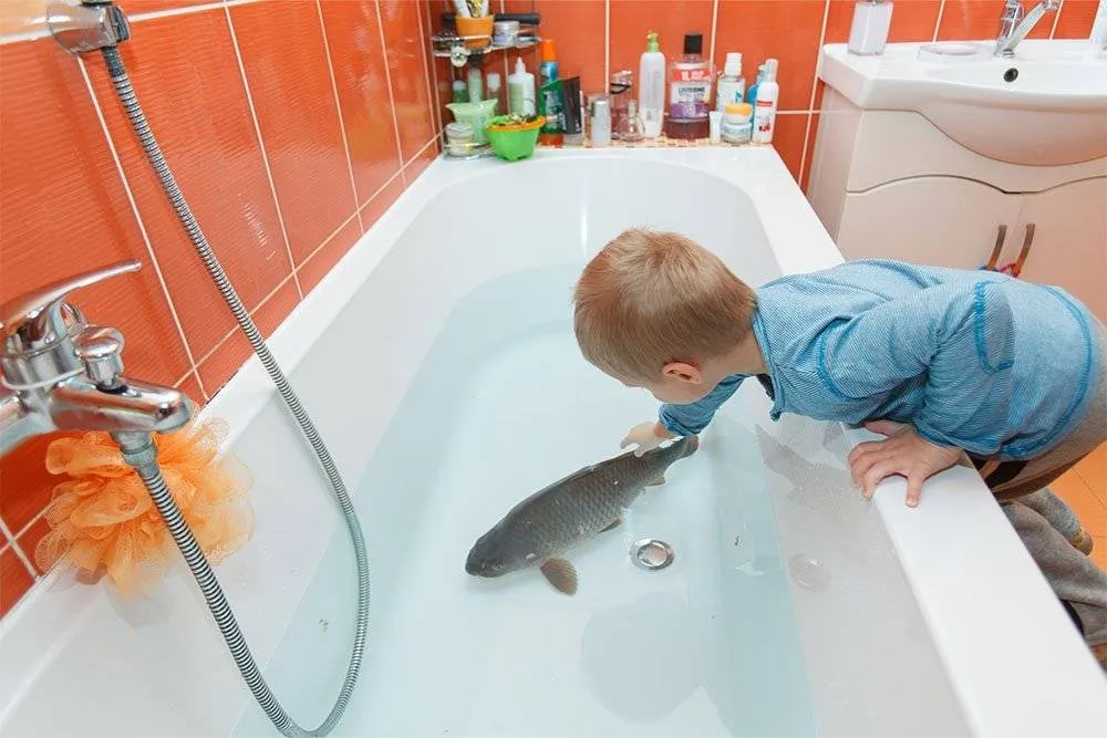 Young boy reaches out to a fish swimming in a bathtub — Shutterstock