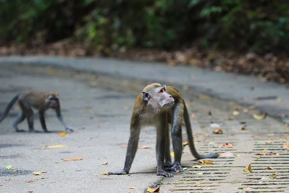Monkeys crawling on the ground at a nature reserve in Singapore — Shutterstock
