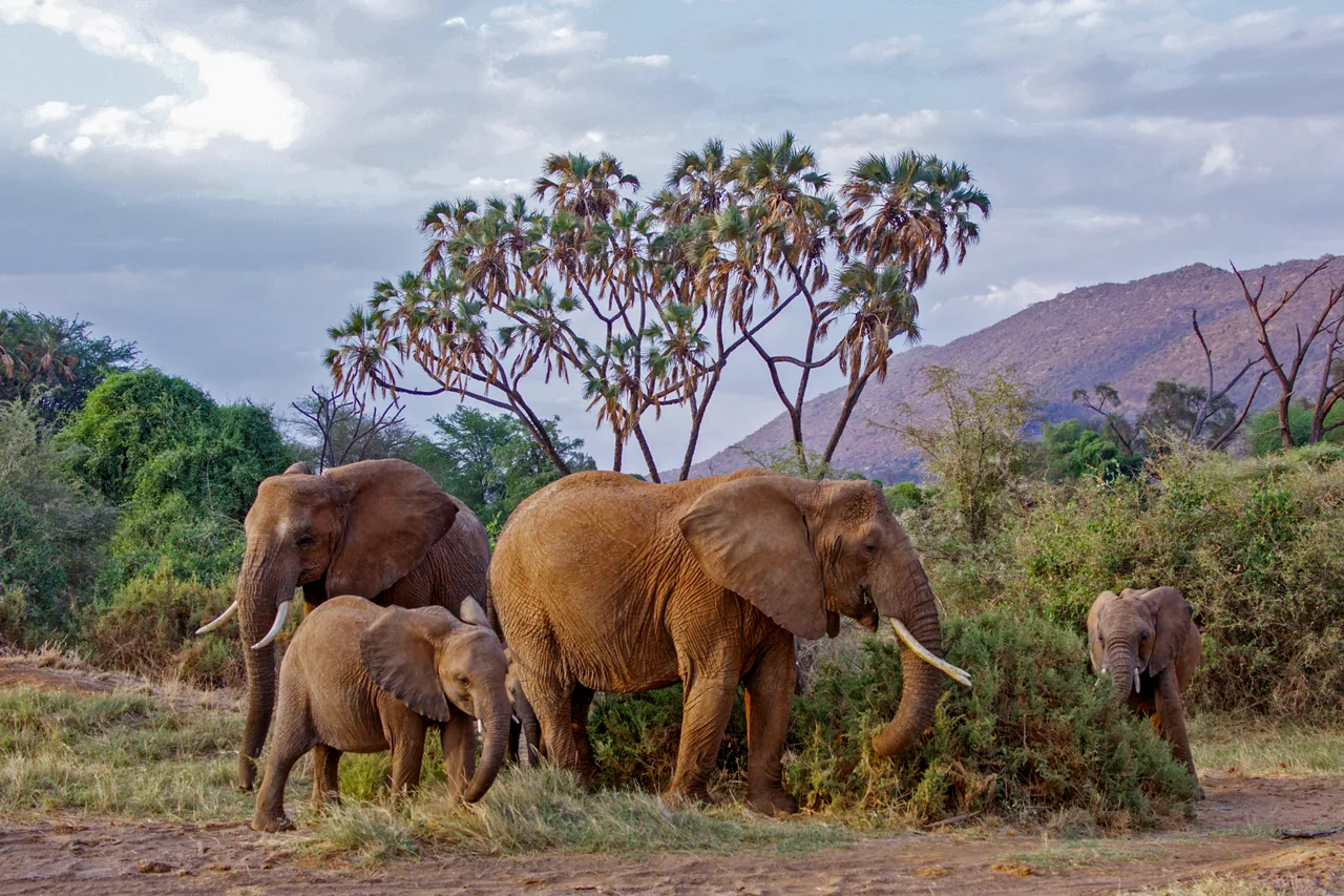 Młody słoń afrykański (Loxodonta africana) w stadzie