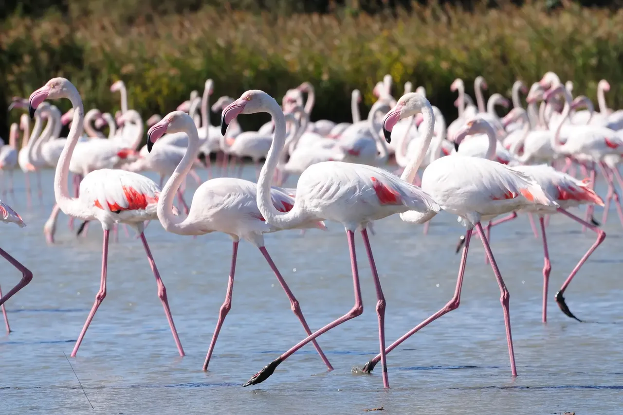 Even the older kids will appreciate the comically ridiculous but graceful flamingos in the San Teodoro lagoon — Shutterstock Top 10 family holiday ideas
