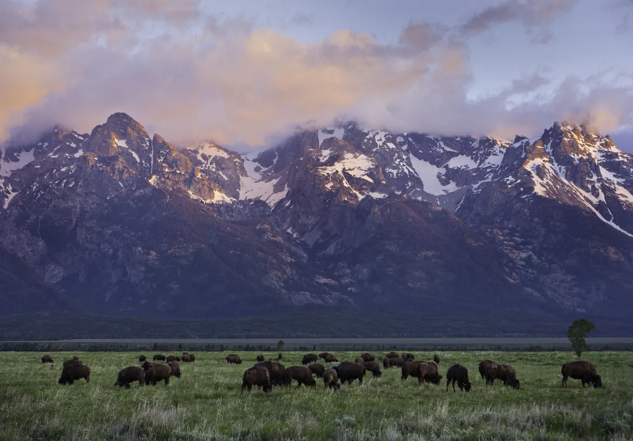 American Bison graze at the Grand Teton National Park with the Grand Teton Range in the background, Wyoming