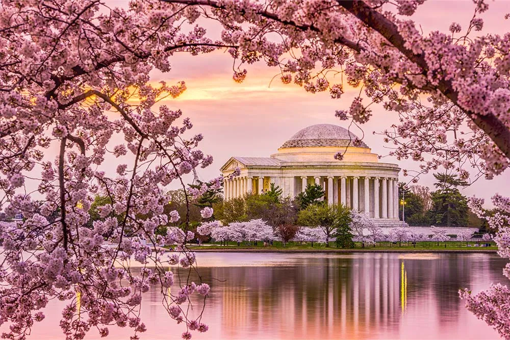 Washington DC’s cherry blossom come with a small dash of history — Shutterstock