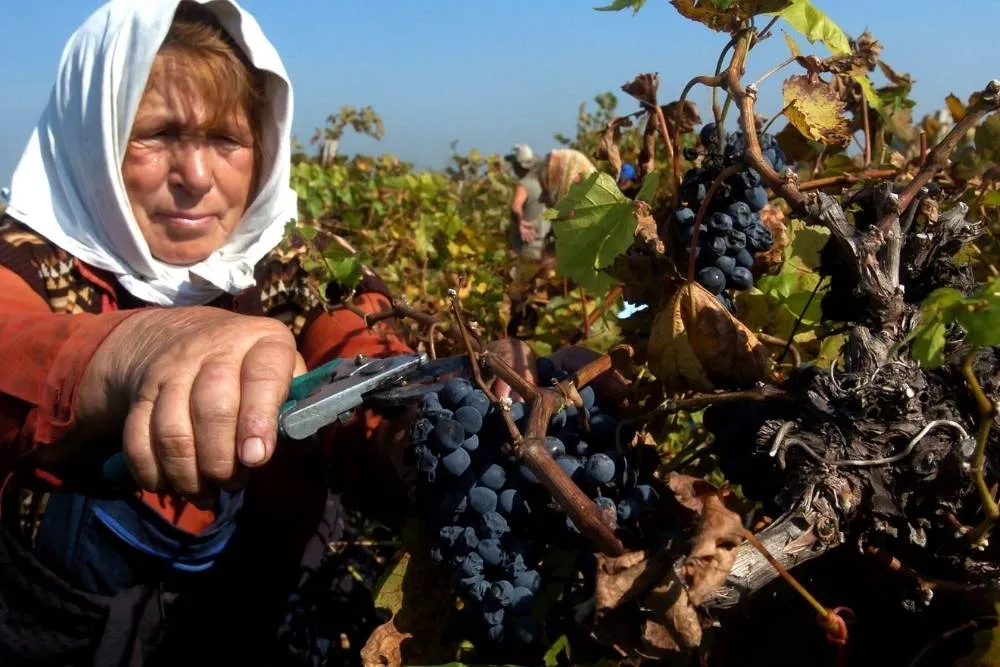 Grape picker in Bulgaria — Shutterstock