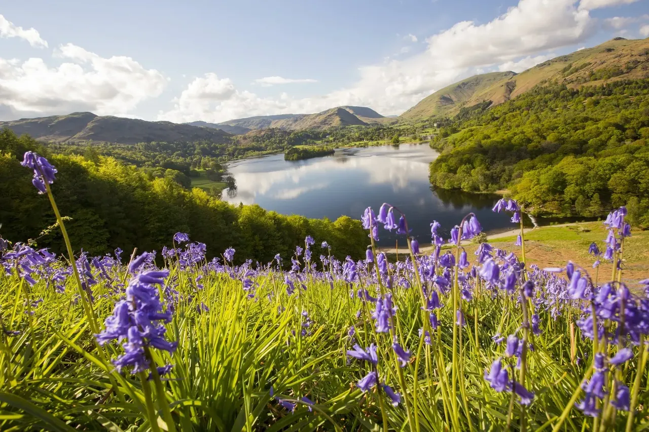 Pohled na klidné jezero v Lake District s fialovými květy v popředí.