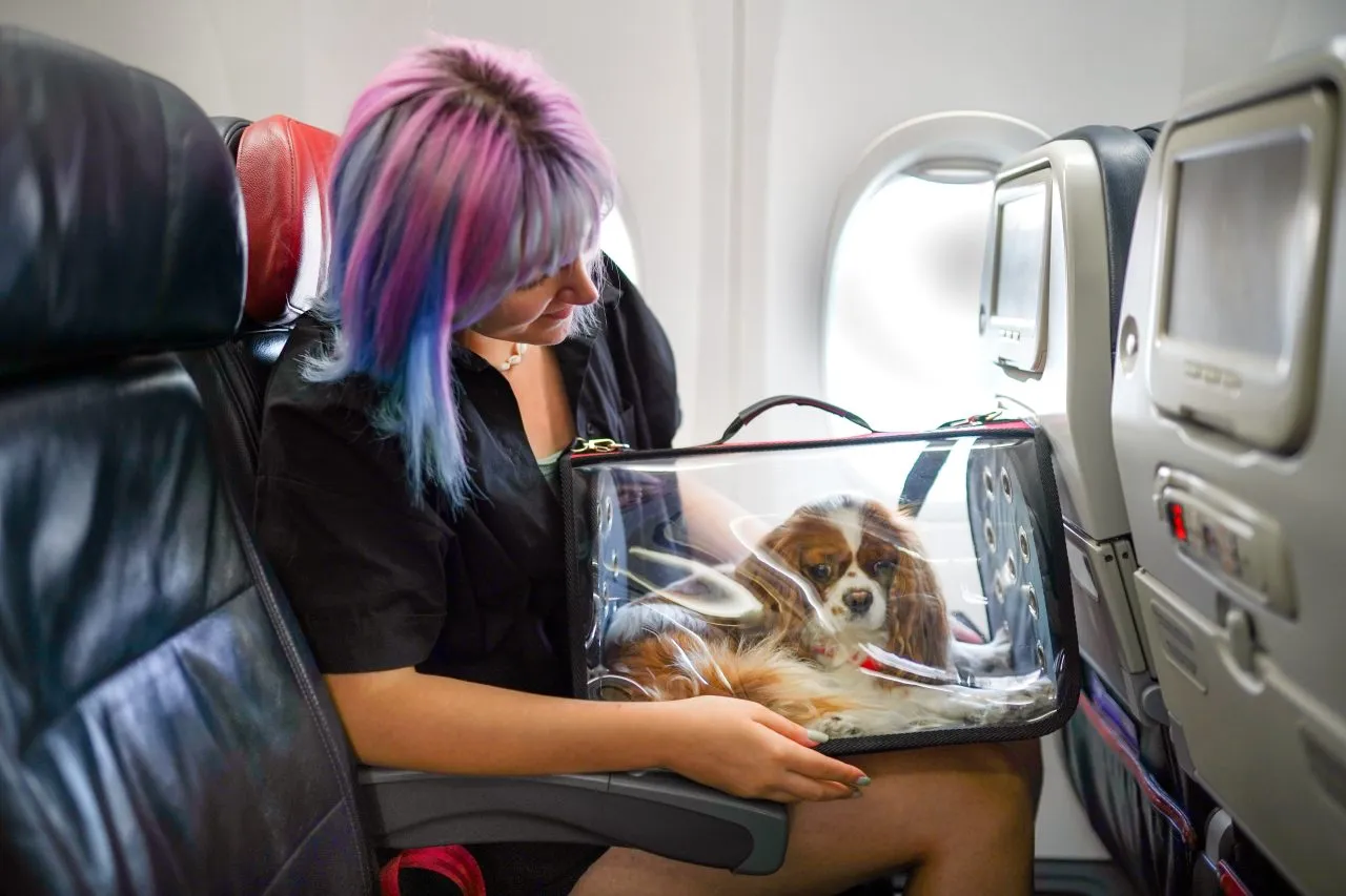 Young woman on airplane with her pet dog in carry bag