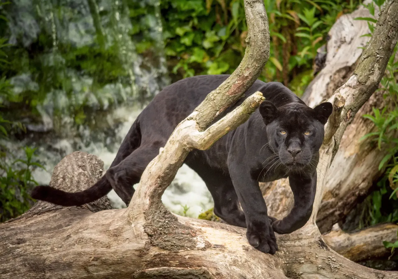 There is only one place in the world where you can reliably spot jaguars in the wild, and that is the Brazilian Pantanal— Shutterstock 5 best places to see big wild cats