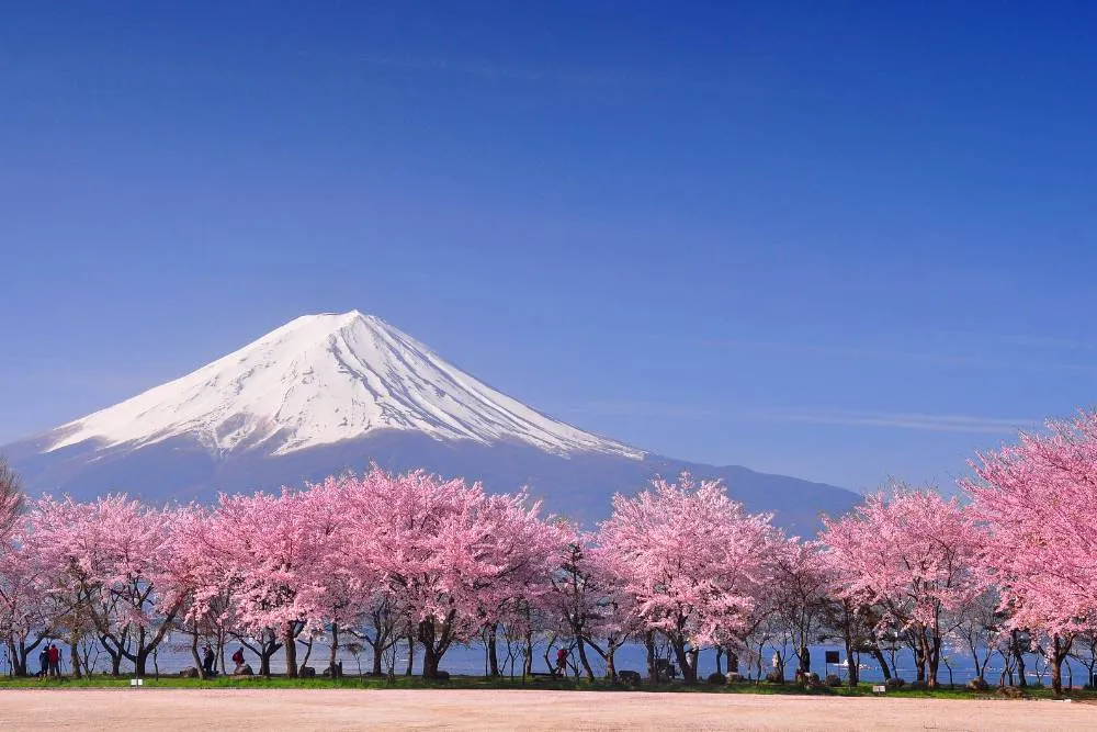 Cseresznyevirágfák a Fuji-heggyel a háttérben - Getty Images