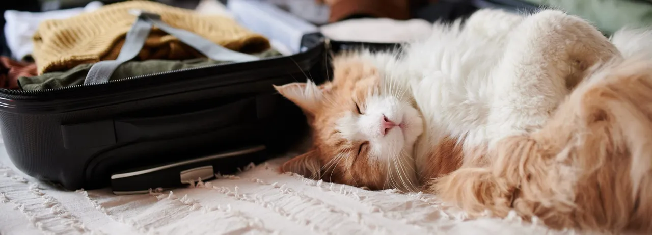 Everything You Need To Know About Traveling With Pets To Europe