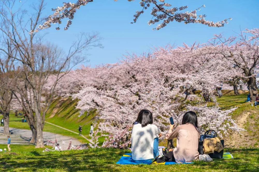 Udających się do Japonii wiosną czeka nagroda w postaci uczestnictwa w rytuale znanym jako hanami, który tłumaczy się dosłownie jako „obserwacja kwiatów”