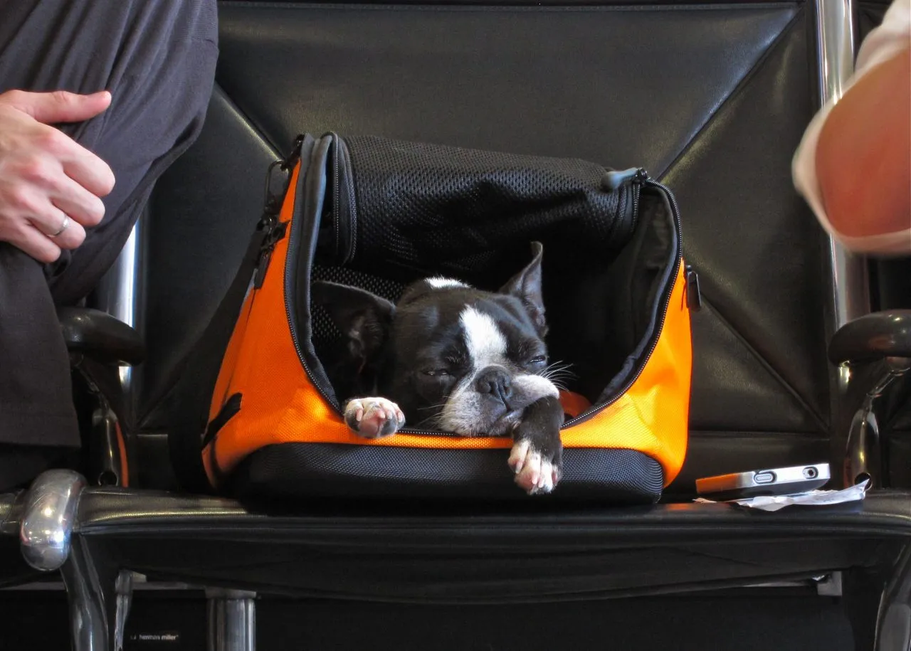 Dog in carry on container
