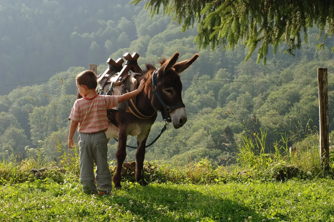 Relax in the Rhône valley with your very own donkeys – Shutterstock Top 10 family holiday ideas
