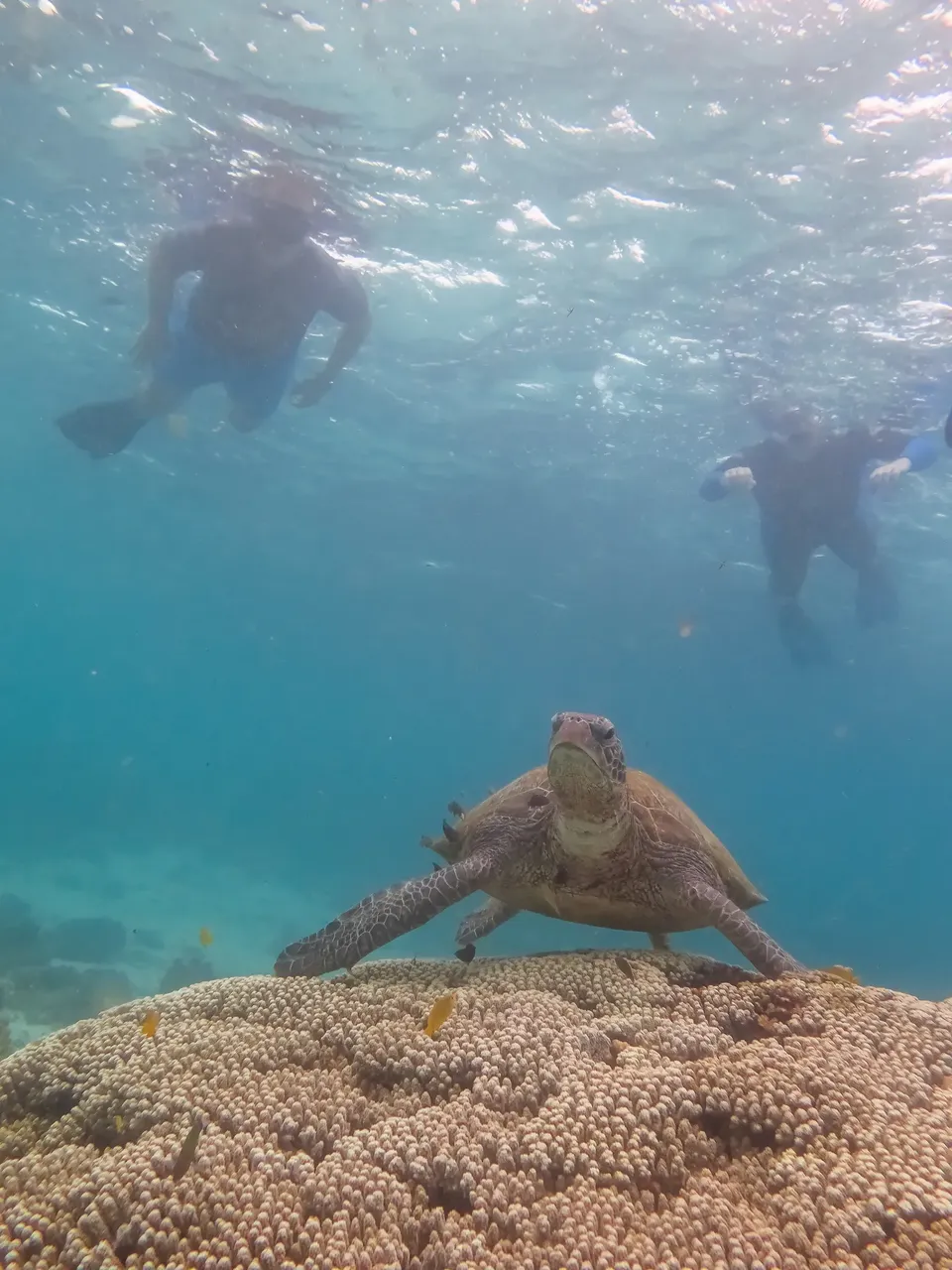 Sea turtle under water with snorkelers — Getty Images