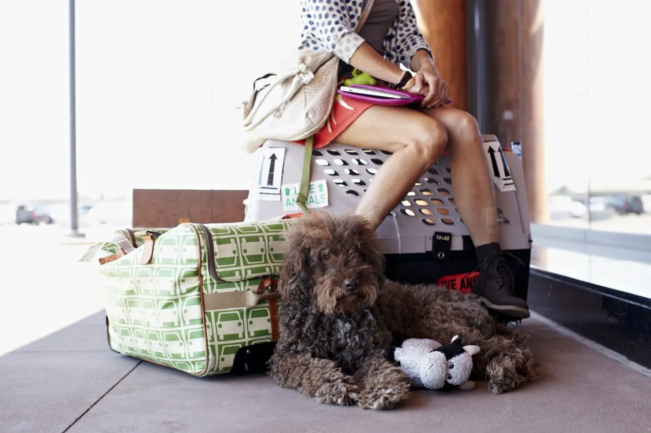 young woman waiting at the airport with large dark brown curly dog, suitcase and pet carrier
