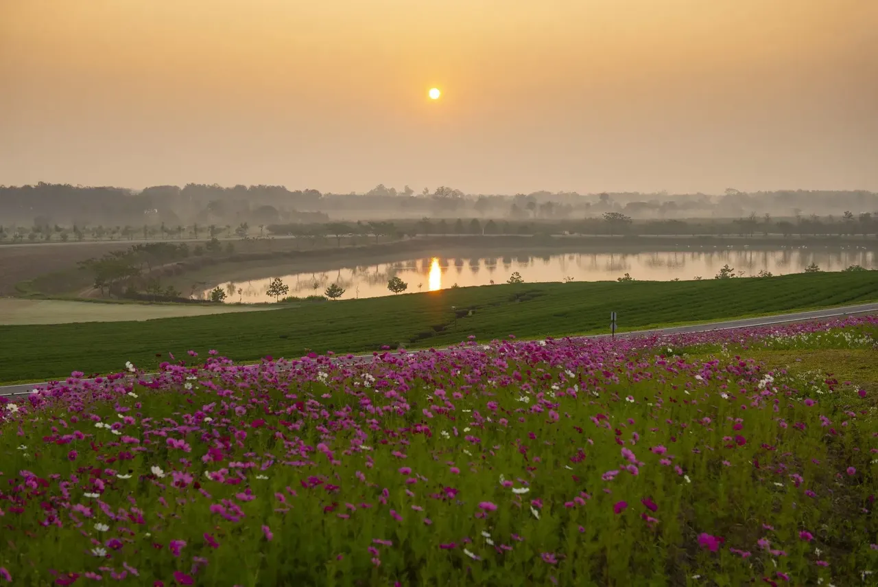 A serene sunset scene at Singha Park, with the sky painted in warm hues, the landscape filled with tea plantations, and a picturesque lake reflecting the colors of the sunset.