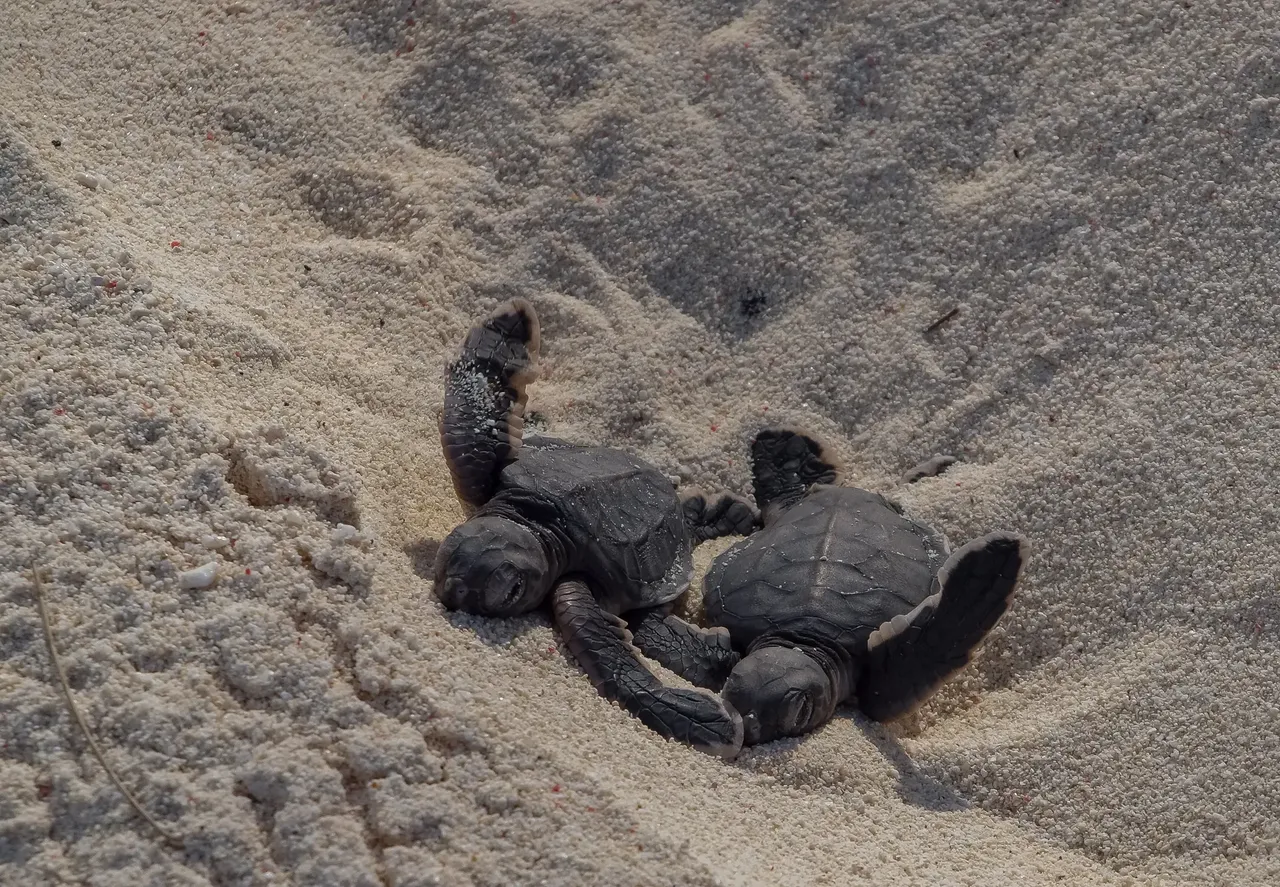 The island itself in the Quirimbas archipelago is a born place to turtles — Shutterstock lovers