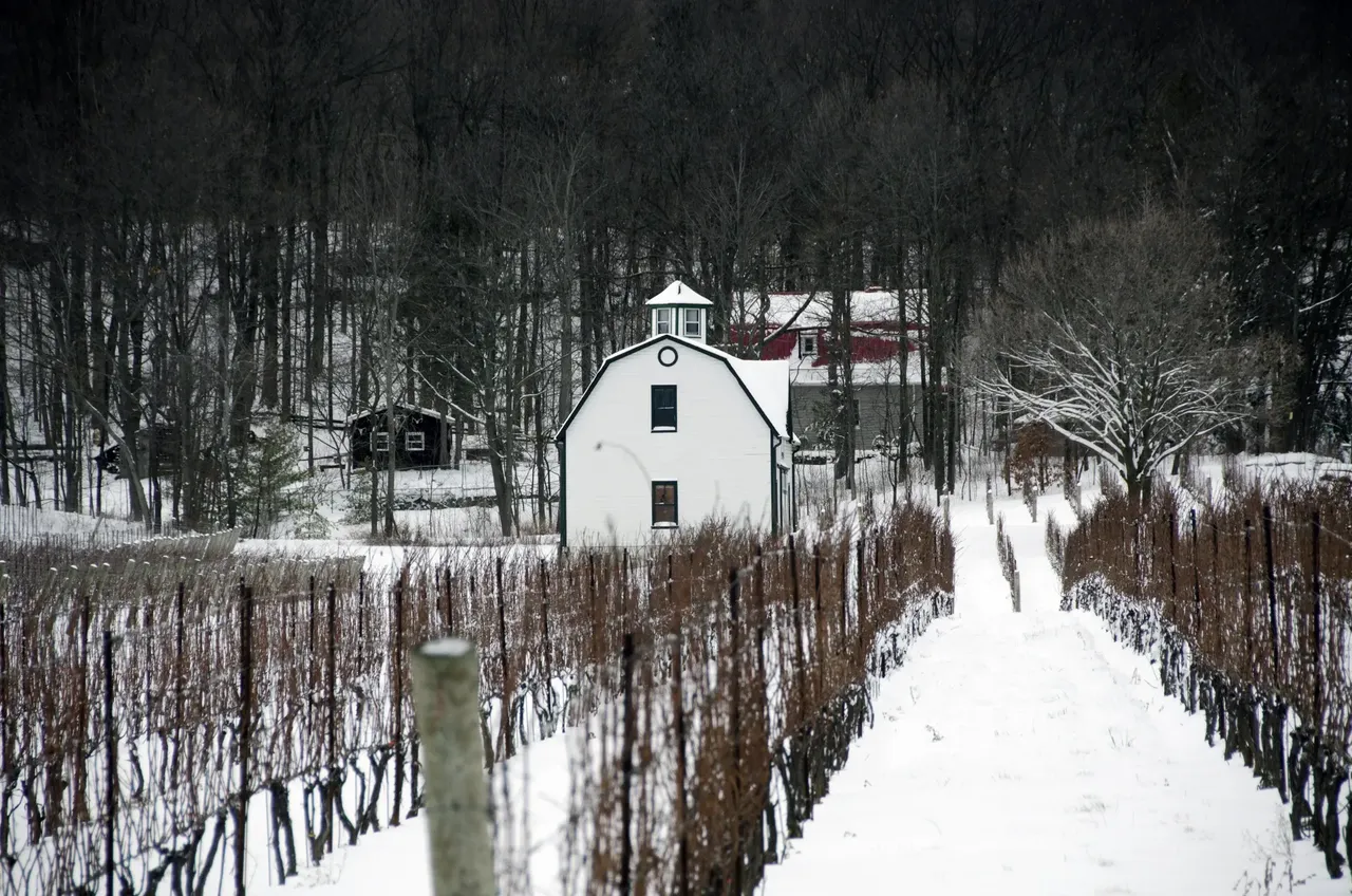 Vineyard in snow — Shutterstock