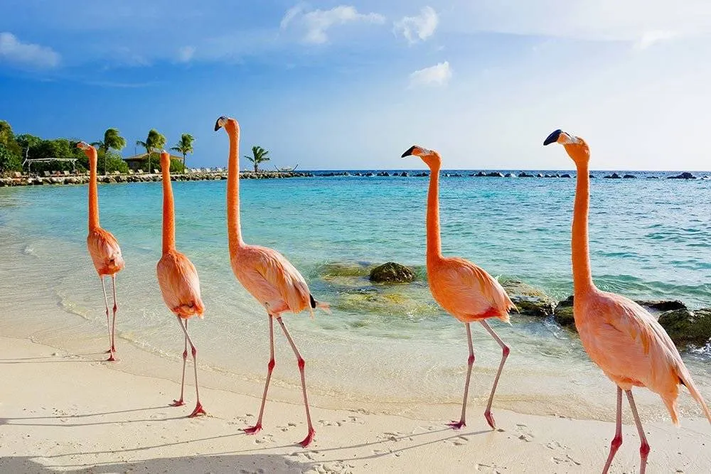 White sandy beaches with Flamingos on Aruba island
