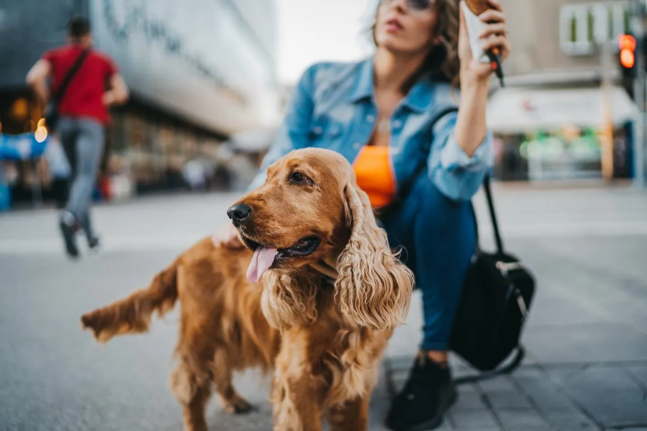 Woman and Cocker Spaniel enjoying a leisurely walk together