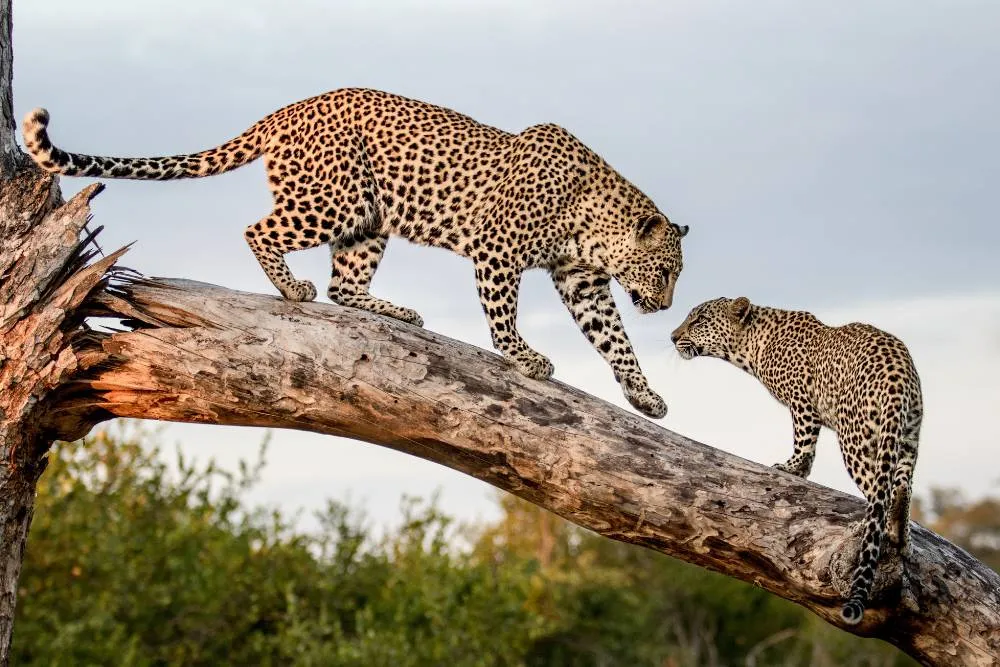 Two leopards, adult and cub, in the wild — Getty Images