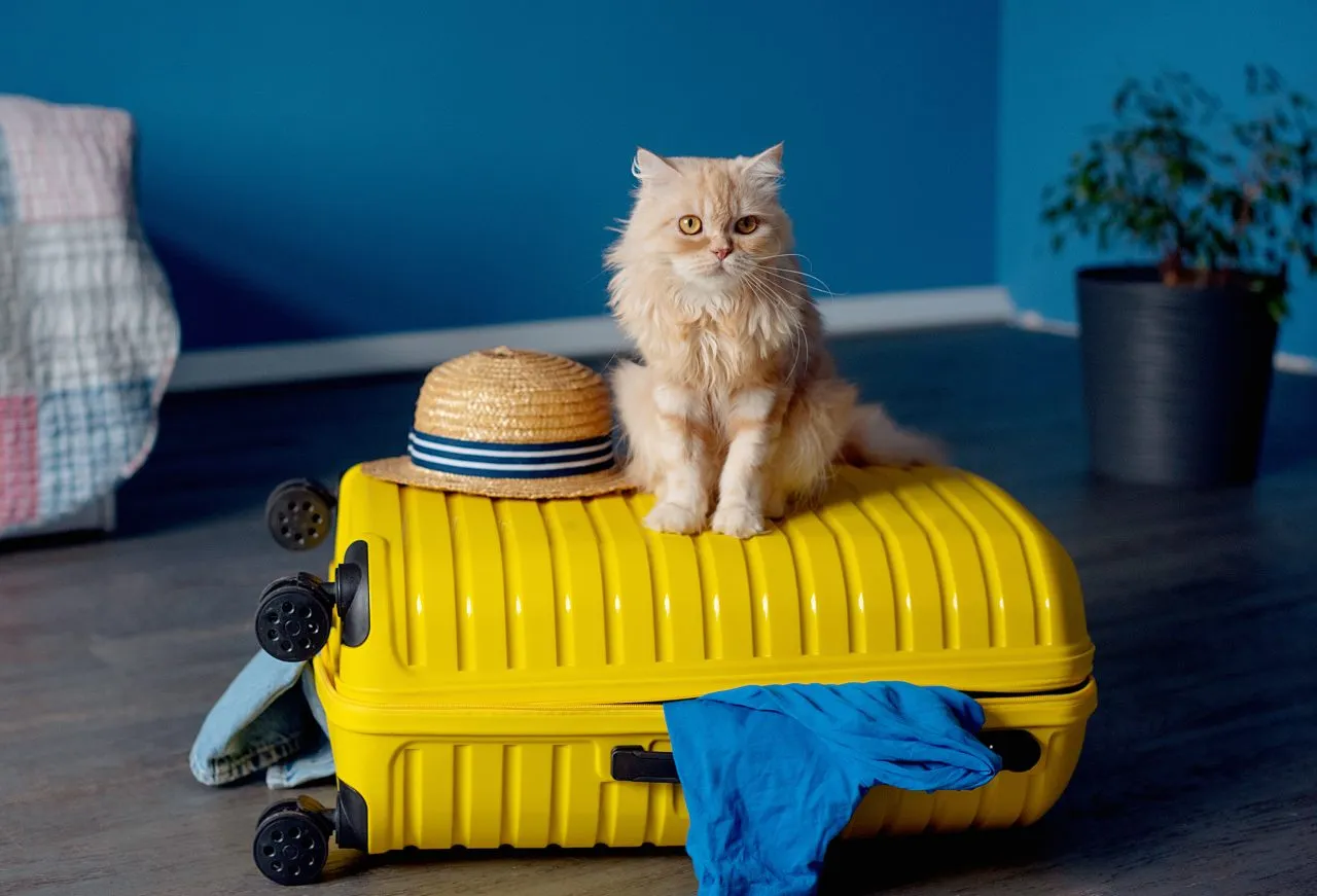 Travel concept with funny cat sitting on suitcase. life with animals concept wanderlust people traveling the world