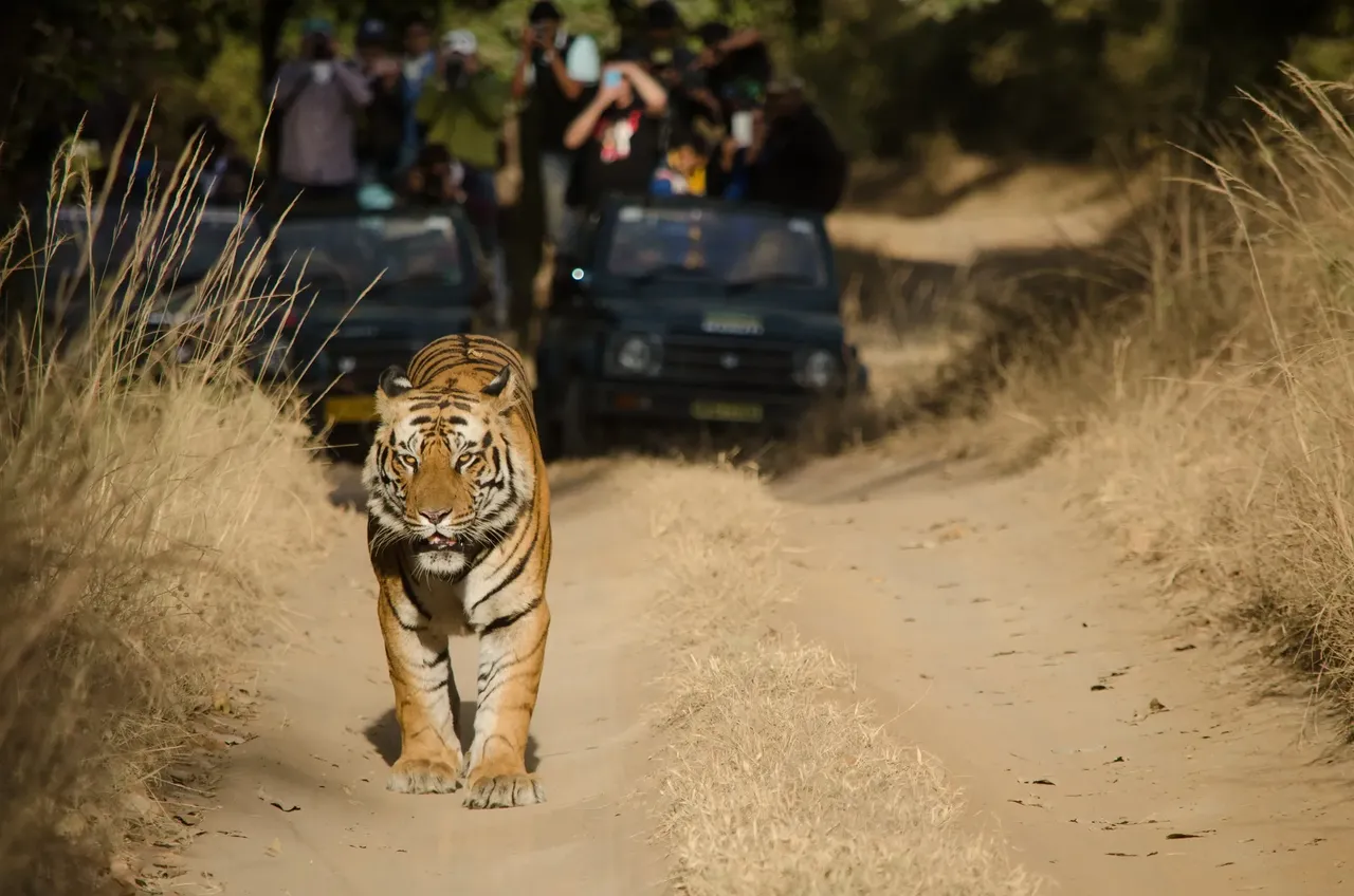 Bandhavgarh National Park has one of India’s highest tiger densities — Shutterstock 5 best places to see big wild cats