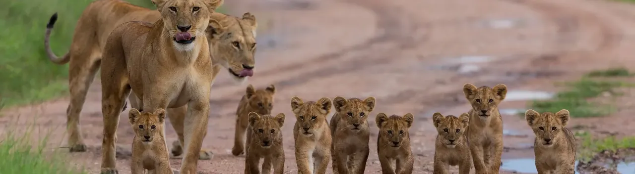 5 best places to see big wild cats