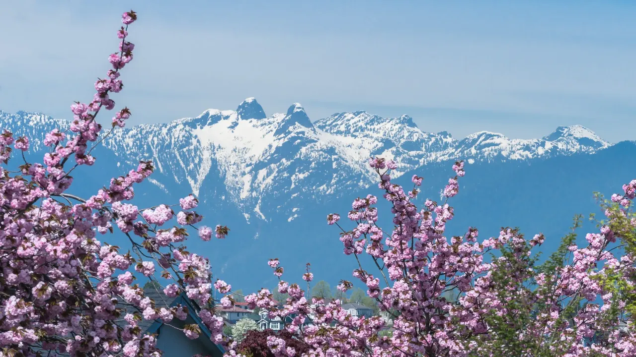 Vancouver combines cherry blossom with an epic skyline – Shutterstock cherry blossom festival sakura hanami