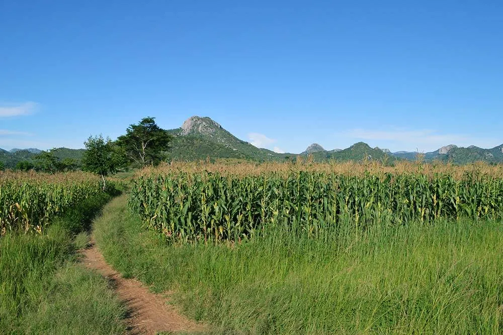 Kukuřice je v Malawi jednou z nezbytných plodin