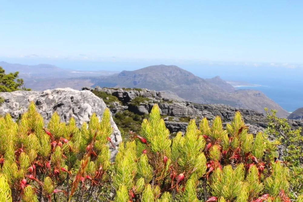 Wild fynbos on Table Mountain near Cape Town — Shutterstock