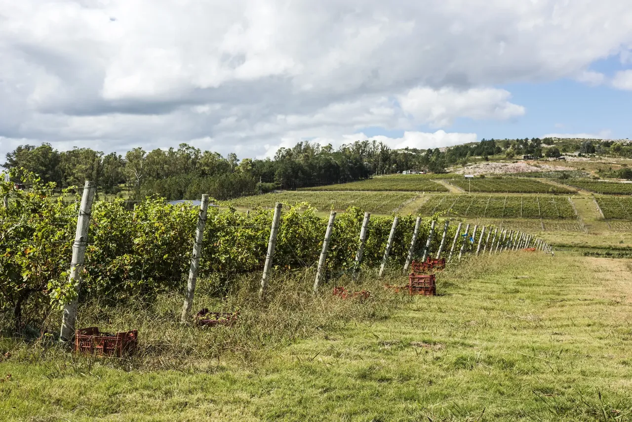 Vineyard in Uruguay — Shutterstock