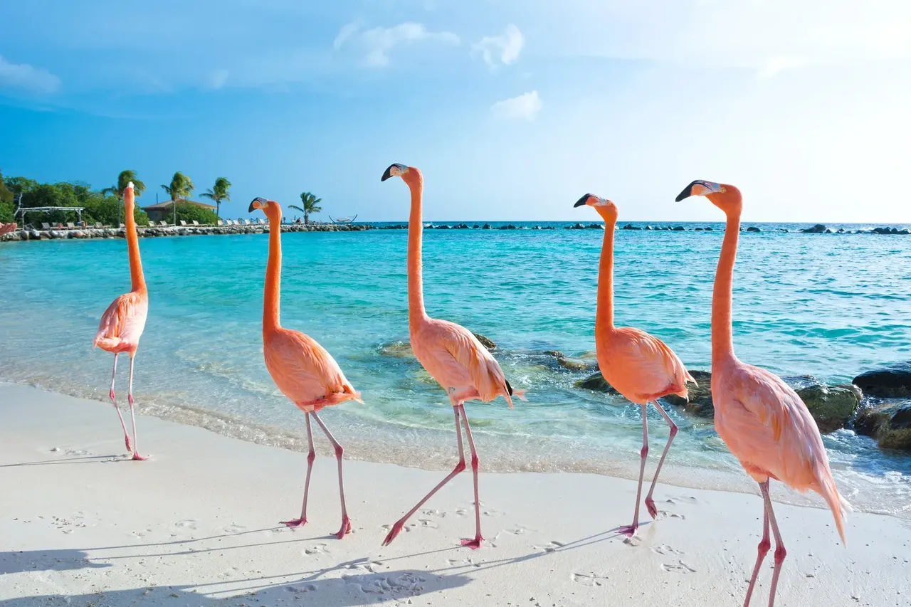The islands a great place for wildlife watchers, with parakeets, flamingos and more beautiful birds dotted around — Shutterstock the 6 best places to travel in June 2019