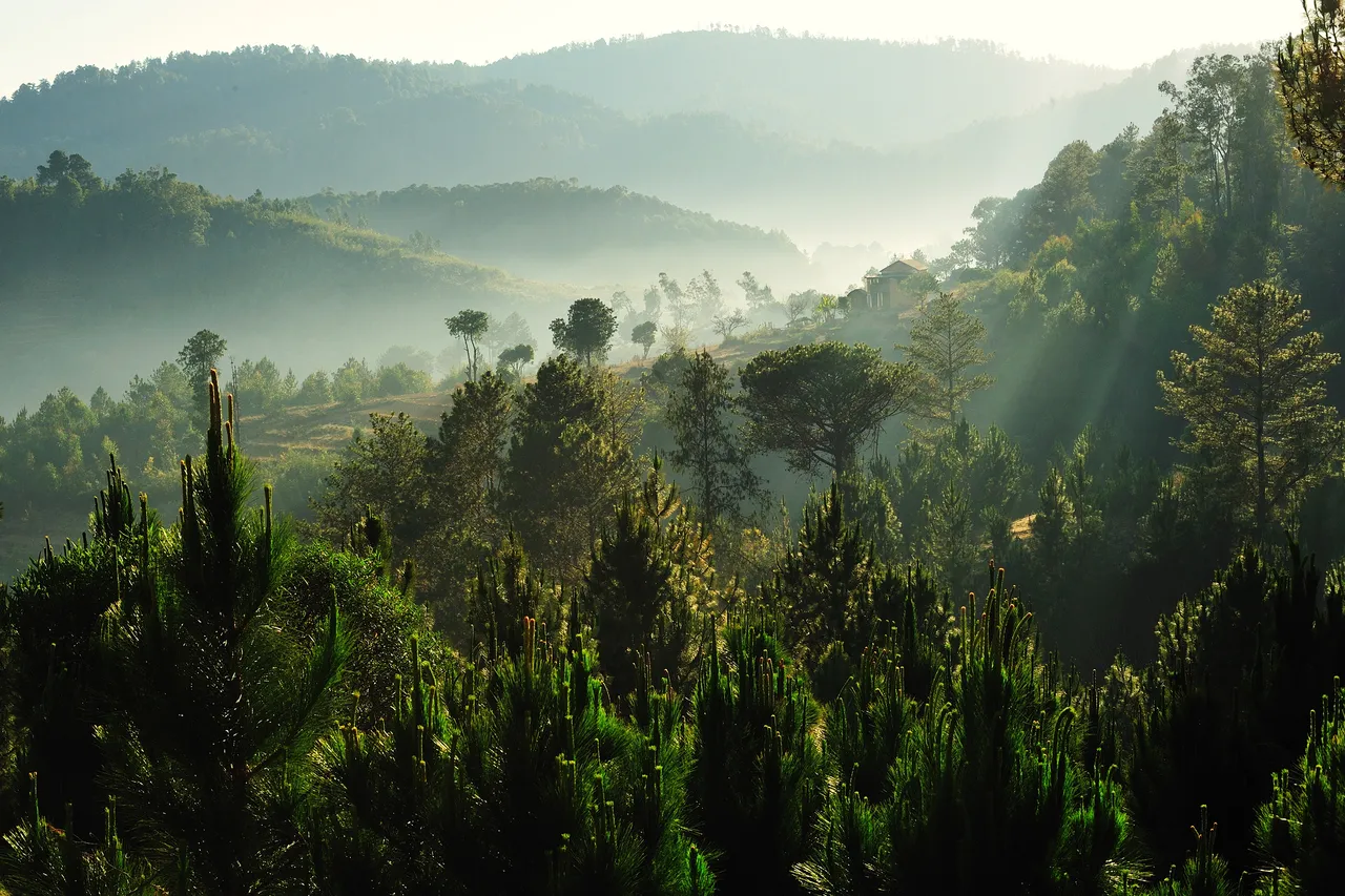 Pădure, Fandriana Ambohitralanana, Madagascar.