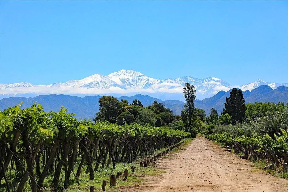Snow-capped mountains in the background of vineyards near Mendoza — Shutterstock