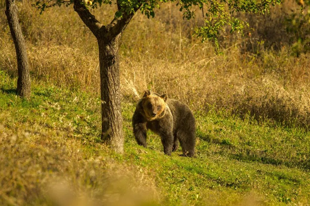 Marsican brown bear in the wild — Getty Images